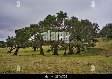 Blick auf den Wald Mystical Fanal laurisilva auf der Insel Madeira, Portugal Stockfoto