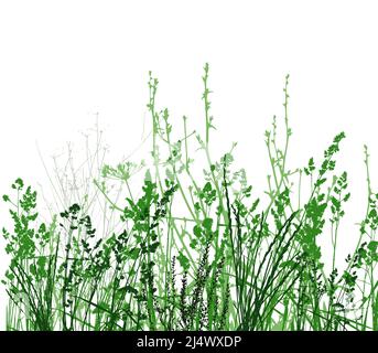 Grünes Gras Mit Blumen Isoliert Auf Weißem Hintergrund, Vektor-Illustration Stock Vektor