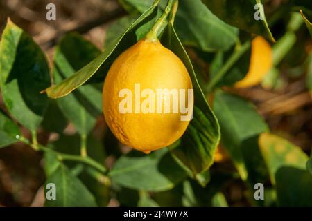 Frische und biologische Zitronen mit grünen Blättern Stockfoto