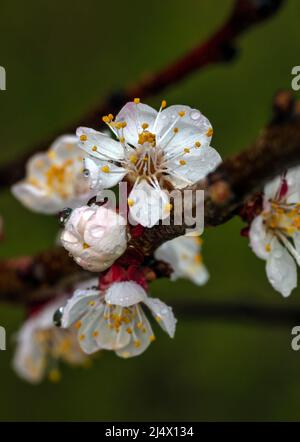 Blühender Aprikosenbaum. Weichfokus. Frühlingsfarben der Natur. Stockfoto