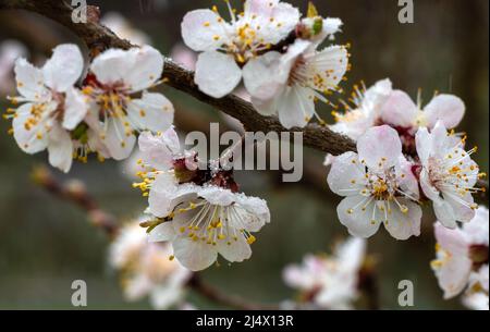 Blühender Aprikosenbaum mit Schnee bedeckt. Kühles Wetter. Weichfokus. Frühlingsfarben der Natur. Stockfoto