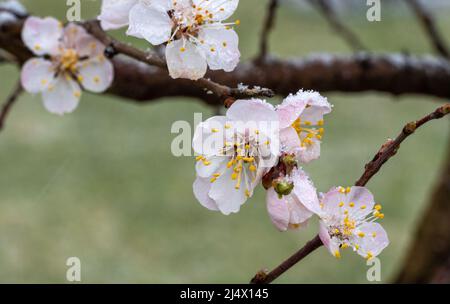 Blühender Aprikosenbaum mit Schnee bedeckt. Kühles Wetter. Weichfokus. Frühlingsfarben der Natur. Stockfoto