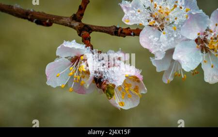 Blühender Aprikosenbaum mit Schnee bedeckt. Kühles Wetter. Weichfokus. Frühlingsfarben der Natur. Stockfoto