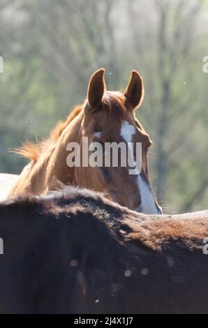 Braune Oldenburger und Hannoveraner Warmblutpferde (Equus ferus caballus) auf einer Weide im Grünen Stockfoto