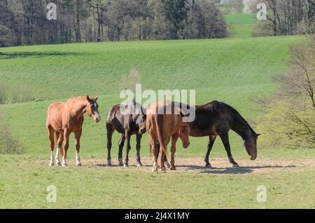 Braune Oldenburger und Hannoveraner Warmblutpferde (Equus ferus caballus) stehen auf einer Weide auf dem Land in Deutschland, Europa Stockfoto