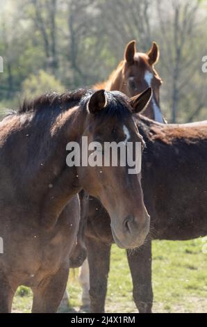 Braune Oldenburger und Hannoveraner Warmblutpferde (Equus ferus caballus) auf einer Weide im Grünen Stockfoto