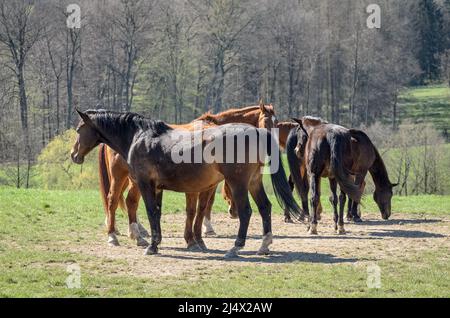 Braune Oldenburger und Hannoveraner Warmblutpferde (Equus ferus caballus) stehen auf einer Weide auf dem Land in Deutschland, Europa Stockfoto