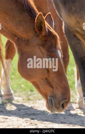 Kopf eines braunen Hauswarmblutpferdes mit geschlossenen Augen (Equus ferus caballus) auf einer Weide auf dem Land Stockfoto