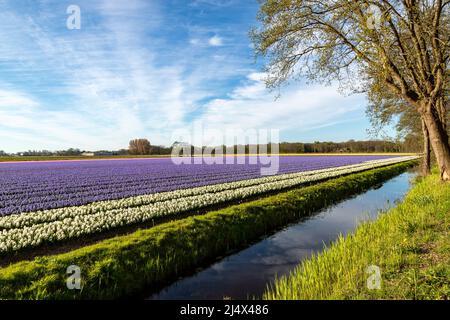 Frühling in den Niederlanden: Farbenfrohe Ansicht von blühenden Hyazinthen, Lisse, nahe dem Keukenhof, Südholland. Stockfoto