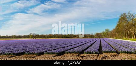 Panoramablick auf gerade Reihen blühender Hyazinthen bei Keukenhof, Lisse, Südholland, Niederlande, Europa. Stockfoto