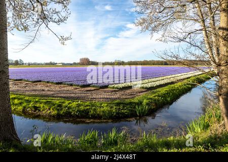 Frühling in den Niederlanden: Farbenfrohe Ansicht von blühenden Hyazinthen, Lisse, nahe dem Keukenhof, Südholland. Stockfoto
