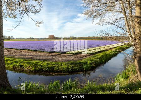 Frühling in den Niederlanden: Farbenfrohe Ansicht von blühenden Hyazinthen, Lisse, nahe dem Keukenhof, Südholland. Stockfoto