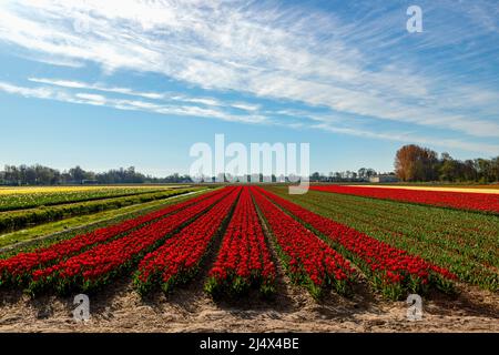 Gerade Linien von blühenden Tulpen in ländlicher Landschaft, Lisse, Südholland, Niederlande. Typisch holländische landschaftliche Schönheit im Frühling. Stockfoto