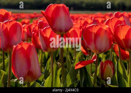 Nahaufnahme von blühenden roten Tulpen im Tulpenfeld, Noordwijkerhout, Südholland, Niederlande. Typisch holländische landschaftliche Schönheit im Frühling. Stockfoto