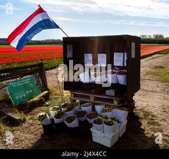 Blumenstand, der frische Tulpen mit Blumenfeld im Hintergrund verkauft, Noordwijkerhout, Südholland, Niederlande. Stockfoto