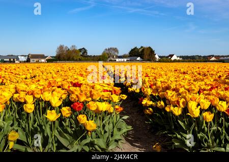 Blühende Tulpen in ländlicher Landschaft, Noordwijkerhout, Südholland, Niederlande. Typisch holländische landschaftliche Schönheit im Frühling. Stockfoto
