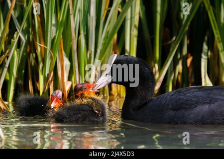 Erwachsener eurasischer Ruß (Fulica atra) füttert zwei kleine, vor kurzem geschlüpfte, junge Küken an einem städtischen Kanal in Wapping, East London. Vereinigtes Königreich.Amanda Rose/Alam Stockfoto