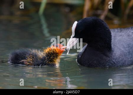 Erwachsener eurasischer Ruß (Fulica atra) füttert ein kleines, kürzlich geschlüpftes, jugendliches Küken an einem städtischen Kanal in Wapping, East London. Vereinigtes Königreich.Amanda Rose/Alamy Stockfoto