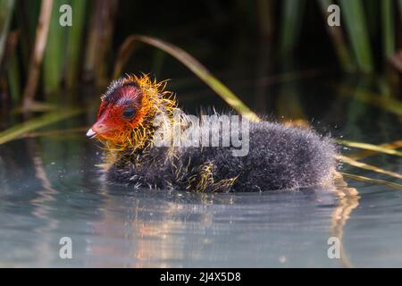 Kürzlich geschlüpftes juveniles eurasisches Raufußenküken (Fulica atra) auf einem städtischen Kanal in Wapping, East London. Vereinigtes Königreich.Amanda Rose/Alamy Stockfoto