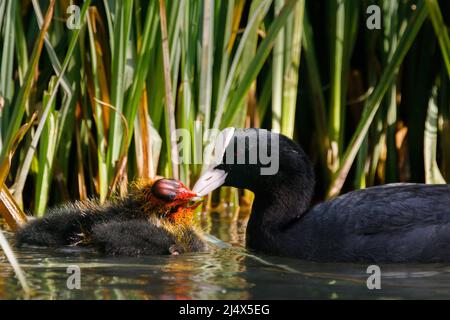 Erwachsener eurasischer Ruß (Fulica atra) füttert zwei kleine, vor kurzem geschlüpfte, junge Küken an einem städtischen Kanal in Wapping, East London. Vereinigtes Königreich.Amanda Rose/Alam Stockfoto