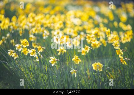 Eine Masse von Narzissen in einem Londoner Park Stockfoto