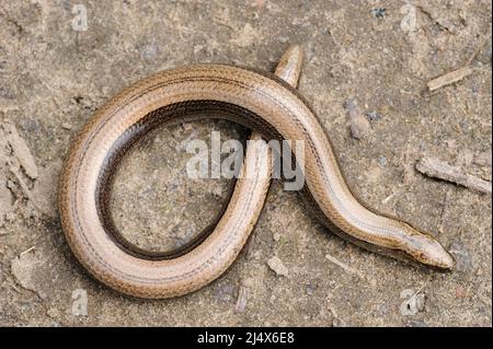 Seltene Tier, legless glänzend harmlos Eidechse langsamen Wurm auf dem Boden Stockfoto