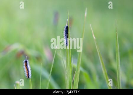 Viele Raupen auf dem Blatt. Malacosoma castrensis, gemahlener Lakai. Nahaufnahme. Stockfoto