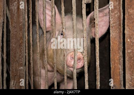 Schwein in einem Käfig, landestäubisches Schweinefleisch im Fahrerlager. Stockfoto