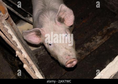 Schwein in der oberen Ansicht, Schweinefleisch für die Fleischproduktion. Stockfoto