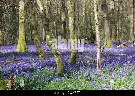 Dorking, Surrey, England, Großbritannien. 18. April 2022. Eine atemberaubende Darstellung von Bluebells im Whitedown Wood in den Surrey Hills in der Nähe von Dorking. Die einheimischen britischen Bluebells in uralten Wäldern auf den Chalk Downs sind von ihrer besten Seite und eignen sich hervorragend für einen Bank Holiday Walk. Quelle: Julia Gavin/Alamy Live News Stockfoto