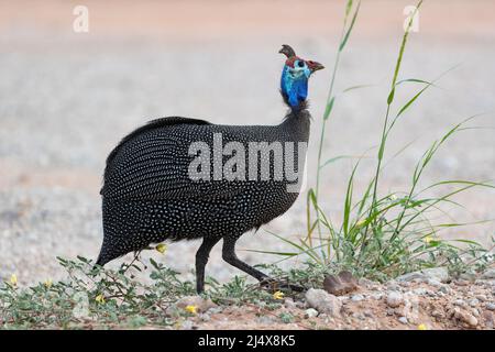 Helmeted guineafowl (Numida meleagris), Kgalagadi Transfrontier Park, Südafrika, Januar 2022 Stockfoto