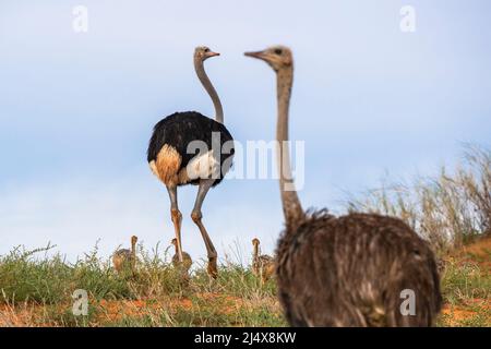 Strauße (Struthio camelus), Kgalagadi Transfrontier Park, Südafrika, Januar 2022 Stockfoto