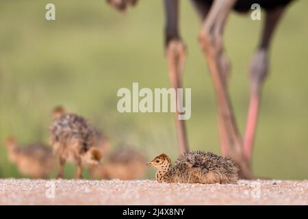 Strauß (Struthio camelus) Küken, Kgalagadi Transfrontier Park, Südafrika, Januar 2022 Stockfoto