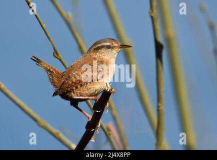 Wren Tiny British Bird thront auf einem Zweig. Stockfoto