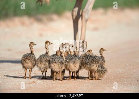 Straußenküken (Struthio camelus), Kgalagadi Transfrontier Park, Südafrika, Januar 2022 Stockfoto