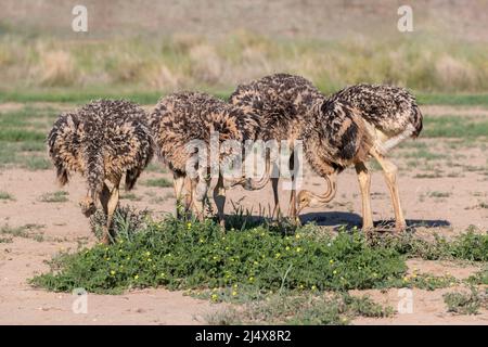 Straußenküken (Struthio camelus) füttern, Kgalagadi Transfrontier Park, Südafrika, Januar 2022 Stockfoto