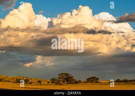 Kgalagadi Transfrontier Park mit Gegensturm, Südafrika, Januar 2022 Stockfoto