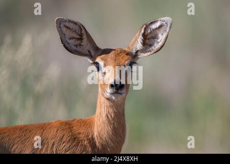 Steenbok (Raphicerus campestris) weiblich, Kgalagadio Transfrontier Park, Nordkap, Südafrika, Januar 2022 Stockfoto