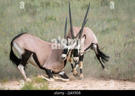 Gemsbok (Oryx gazella) Fighting, Kgalagadio Transfrontier Park, Northern Cape, Südafrika, Januar 2022 Stockfoto