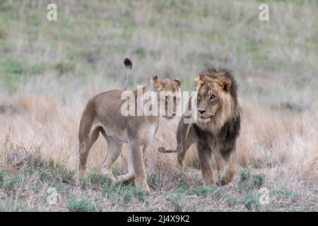 Lions (Panthera leo) umwerben, Kgalagadi Transfrontier Park, Nordkap, Südafrika Stockfoto