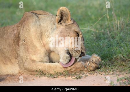 Löwin (Panthera leo) Grooming, Kgalagadi Transfrontier Park, Northern Cape, Südafrika Stockfoto