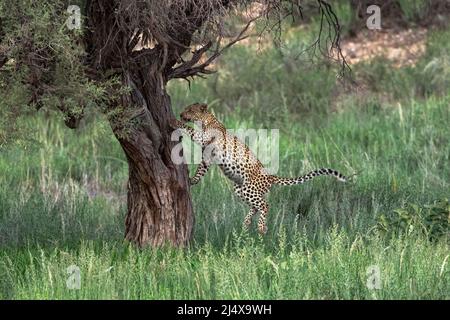 Leopardenweibchen (Panthera pardus), Kletterbaum, Kgalagadi Transfrontier Park, Südafrika, Januar 2022 Stockfoto