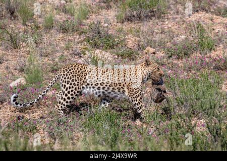 Leopardenweibchen (Panthera pardus), das das Junge in die neue Höhle trägt, Kgalagadi Transfrontier Park, Südafrika, Februar 2022 Stockfoto