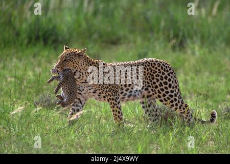 Leopardenweibchen (Panthera pardus) mit Jungtier in die neue Höhle im Kgalagadi Transfrontier Park, Südafrika Stockfoto