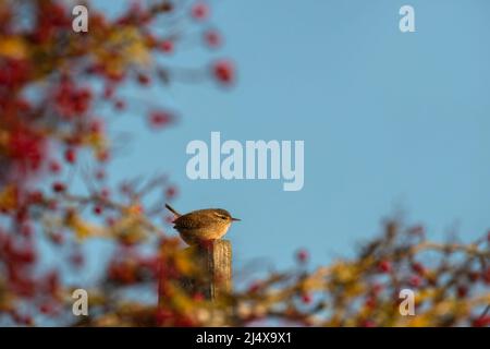 Wren (Troglodytes troglodytes) umrahmt von Weißdornbeeren, Dumfries & Galloway, Schottland Stockfoto