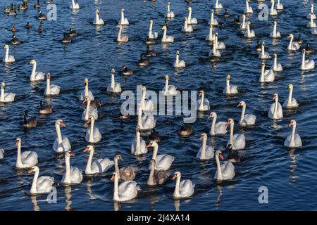 Mute Swans (Cygnus olor) und Whooper Swans (Cygnus cygnus), Caerlaverock WWT, Dumfries & Galloway UK Stockfoto