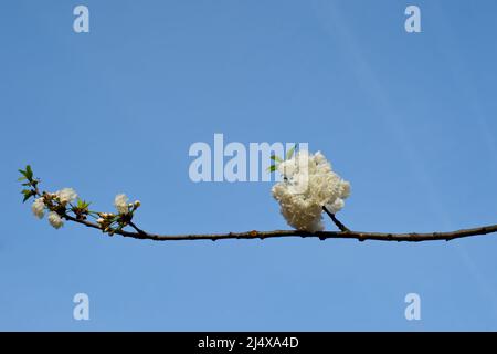 Ein einziger Zweig blühender Kirsche mit dichten weißen Blüten am klaren blauen Himmel Stockfoto