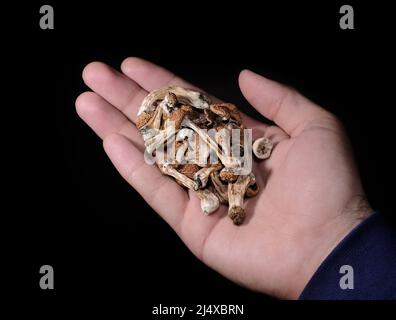 Psilocybin-Pilze in der Hand des Mannes isoliert auf schwarzem Hintergrund. Psychedelische Zauberreise. Getrocknete essbare Pilze Golden Teacher. Medizinische Verwendung. Microdo Stockfoto