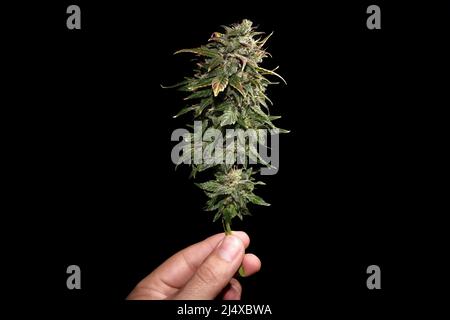 Marihuanaknospe auf schwarzem Hintergrund in der Hand des Mannes, Makro. Hanf blühende Blume mit grünen, violetten und gelben Blättern. Weibliche Cannabiszweig mit Floweri Stockfoto