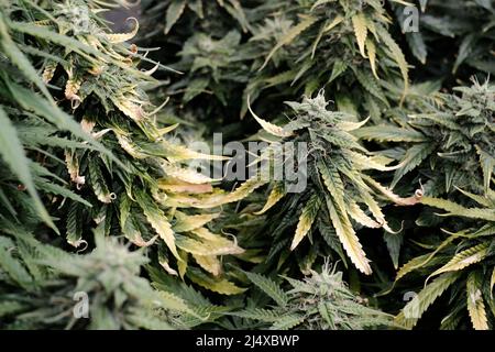 Cannabisblüten aus der Nähe, Makroansicht. Erntezeit, reif werden, Düngemittelüberdosis. Blühende Knospen mit gelben Trichomen, Wachstumskonzept. Stockfoto